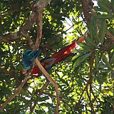 Costa Rica20150407-1830-1283